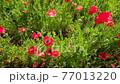 Red poppy in the flower field 77013220