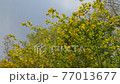 Winter jasmine swaying in the wind and blue sky 77013677