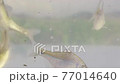 水路で釣れたタナゴとクチボソ 77014640