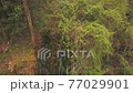 Small vertical stream in the moss and small waterfall Small vertical stream in the moss and small waterfall 77029901