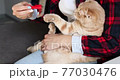Woman combs fur British redhead cat, female takes care of the domestic animal at home with daylight. 77030476