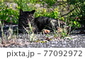 Kijitora cat looking at you from the shade of the grass 77092972