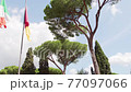 Pinus pinea tree growing on Capitoline hill in Italy. Italian and flag of Rome city waving in wind 77097066