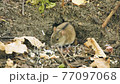 Field mouse sit in forest. Hungry rodent eat. Lunar horoscope sign 2020. Chinese symbol for NY 77097068
