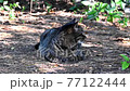 Kijitora cat resting in the shade of a tree 77122444