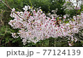 Japanese cherry tree 77124139