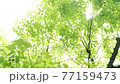 新緑と木漏れ日 77159473