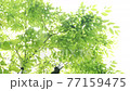 新緑と木漏れ日 77159475
