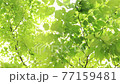 新緑と木漏れ日 77159481