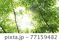 新緑と木漏れ日 77159482