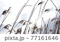 風に揺れる葦 77161646