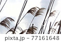 風に揺れる葦 77161648