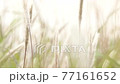 風に揺れるチガヤ 77161652