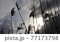 揺れる葦に差し込む光 77173798