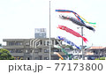 鯉のぼり 77173800