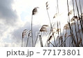 揺れる葦 77173801