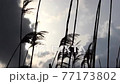 揺れる葦 77173802