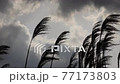 揺れる葦、シルエット 77173803
