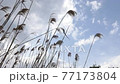 揺れる葦 77173804