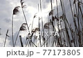 揺れる葦 77173805