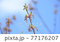 Spring. The Maple blossom - a maple earrings 77176207