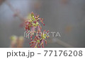 Spring. The Maple blossom - a maple earrings 77176208