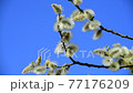 twig of blossoming pussy-willow on a background of blue sky 77176209
