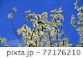 twig of blossoming pussy-willow on a background of blue sky 77176210