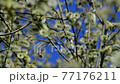 twig of blossoming pussy-willow on a background of blue sky 77176211