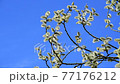twig of blossoming pussy-willow on a background of blue sky 77176212