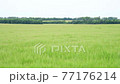 Young rye field on a cloudy day, Russia 77176214
