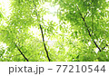 新緑 77210544
