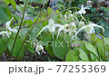 Freshwater leek 77255369