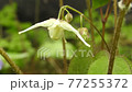 Freshwater leek 77255372