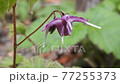 Freshwater leek 77255373