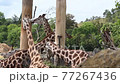 Rothschild's giraffe,G.camelopardalis rothschildi 77267436