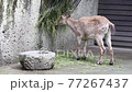 West Caucasian tur (Capra caucasica) 77267437