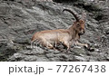 West Caucasian tur (Capra caucasica) 77267438