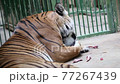 Malayan tiger (Panthera tigris jacksoni) 77267439