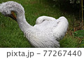 Dalmatian pelican (Pelecanus crispus) 77267440