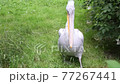 Dalmatian pelican (Pelecanus crispus) 77267441