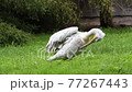Dalmatian pelican (Pelecanus crispus) 77267443