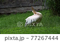 Great white pelican (Pelecanus onocrotalus) 77267444