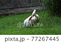 Great white pelican (Pelecanus onocrotalus) 77267445