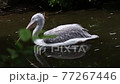 Dalmatian pelican (Pelecanus crispus) 77267446