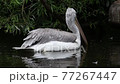 Dalmatian pelican (Pelecanus crispus) 77267447