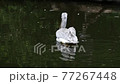 Dalmatian pelican (Pelecanus crispus) 77267448