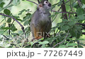 Common squirrel monkey (Saimiri sciureus). 77267449