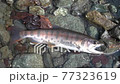 I took a picture of only one natural good-sized yamame trout caught in Tanzawa. 77323619