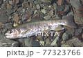 Female yamame trout with eggs that failed to lay in the previous year still remain in the belly 77323766